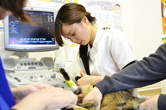 楽天 動物保険　全国の動物病院での治療に対応